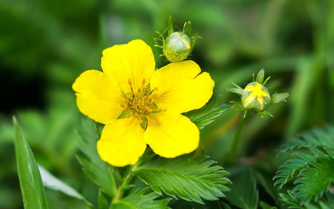Gelbe Blüte des Gänsefingerkraut im Fokus