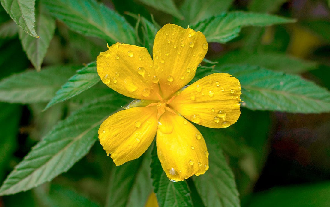 Damiana Pflanze 