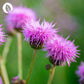InnoNature Kapseln Mariendistel Plus Kapseln