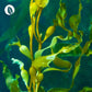 InnoNature Presslinge Bio Chlorella + Spirulina Presslinge
